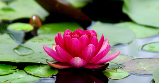 Past-Life Regression