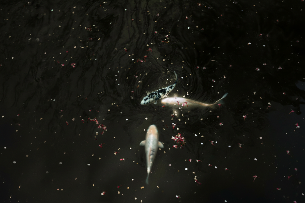 Original koi photo widened to landscape